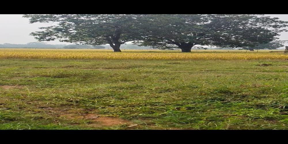 agriculture property